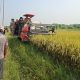 Panen Perdana Penangkaran Benih Padi Di Jono Oge, Pemkab Sigi Perkuat Kemandirian Benih Lokal.